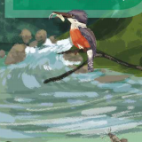 Guía ilustrada del rio Porce Antioquia