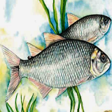 Guía ilustrada de peces