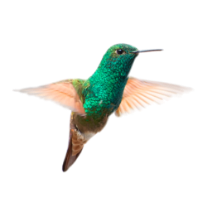 Decoración colibrí